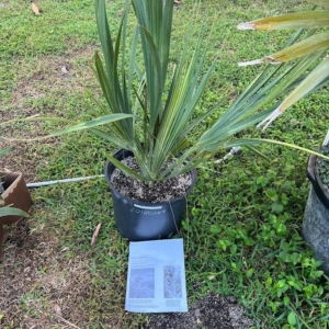 Sabal antillensis