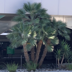 San Diego airport Mediterranean Fan Palms