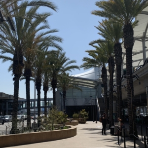 San Diego airport date palms