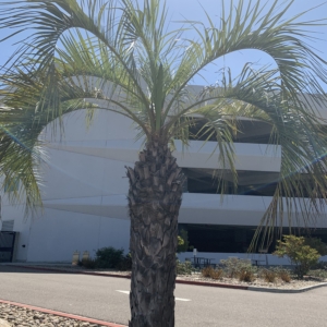 Airport Butia capitata