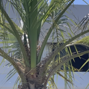 Airport Butia seed pod