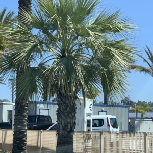 Brahea armata San Diego airport