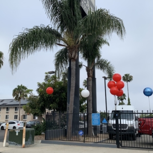 San Diego Queen Palm