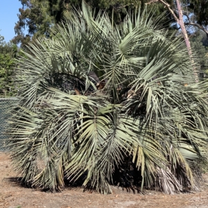 Balboa Park Butia capitata