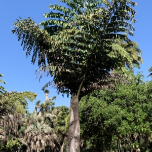 Balboa Park Caryota urens