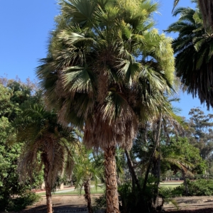 Balboa Park Brahea brandegeei