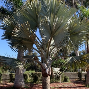 Balboa Park Bismarck Palm
