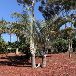 Balboa Park Triangle Palms