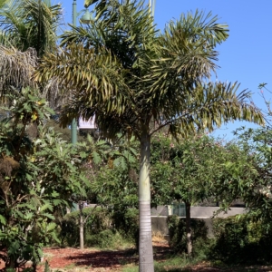 Balboa Park Foxtail