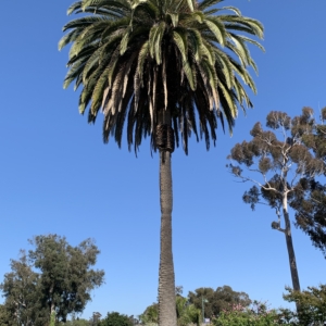 Balboa Park Phoenix sylvestris