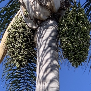 San Diego Queen Palm seeds