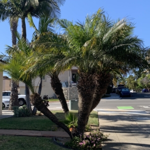 San Diego Pygmy Date Palms