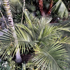 Jubaeopsis caffra