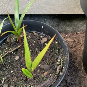 Bottle Palm seedlings