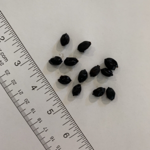 Pinanga seeds 1