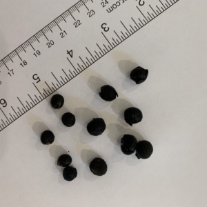 Clinostigma seeds