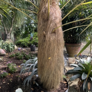 Cocothrinax crinita oldm