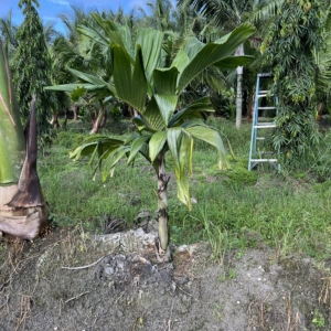 Hydrostille begunii obi island