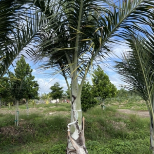 Buccaneer palm Florida native