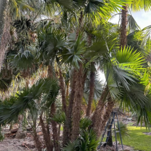 Zombia cocothrinax