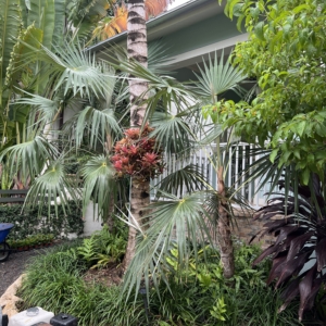 Cocothrinax alta