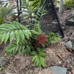 Calyptrocalyx polyphyllus