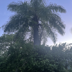 Macauba palm