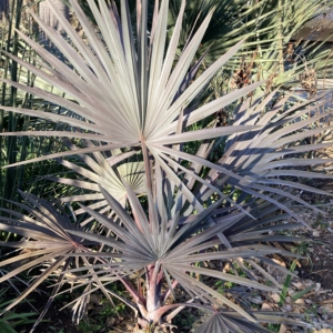 Winter Bismarckia