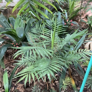 Chamaedorea elegans