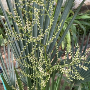 Sabal minor inflorescence