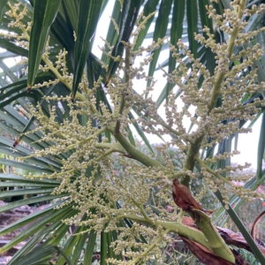 Trachycarpus inflorescence