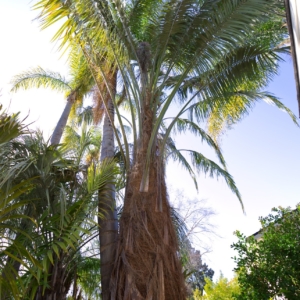 Parajubaea torallyi