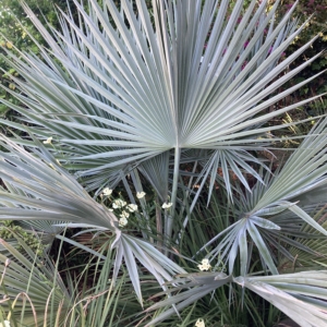 Brahea calcarea