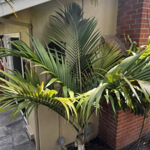 Hedescepe canterburiana