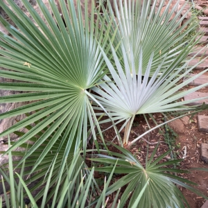 Brahea calcarea