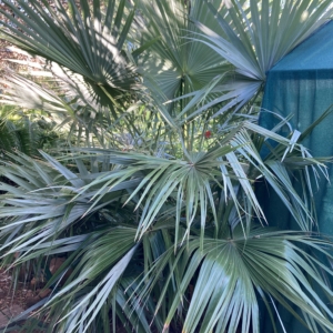 Brahea brandegeei