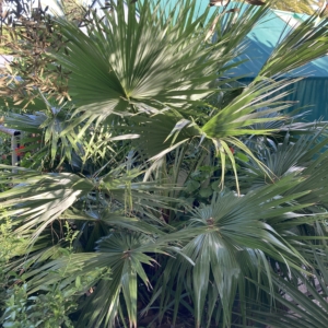 Brahea brandegeei