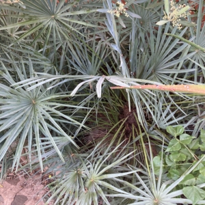 Chamaerops humilis argentea