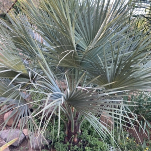 Brahea armata