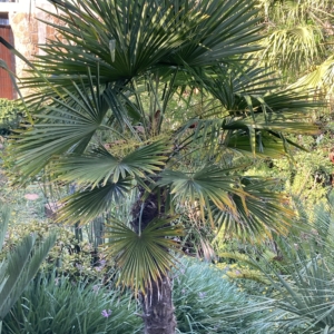 Trachycarpus fortunei