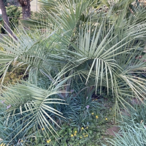 Butia odorata