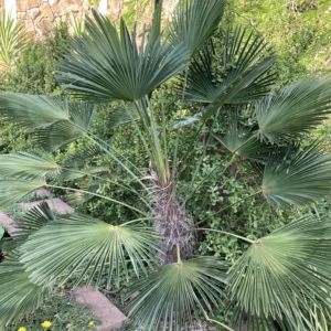 Trachycarpus fortunei wagnerianus