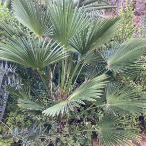 Trachycarpus fortunei wagnerianus