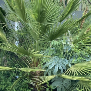 Chamaerops humilis