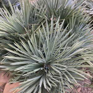 Trithrinax campestris