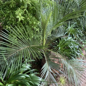 Jubaeopsis caffra