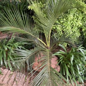 Jubaeopsis caffra