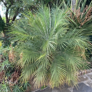 Phoenix roebelenii
