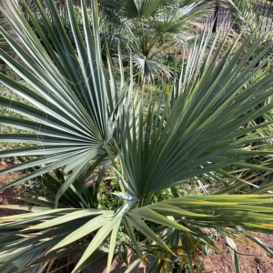 Sabal mexicana