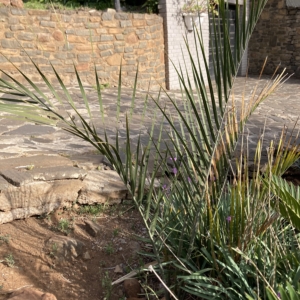 Ravenea xerophila